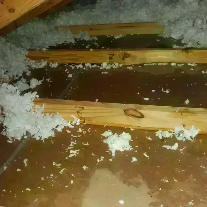 Attic Water Damage in Alliance, OH