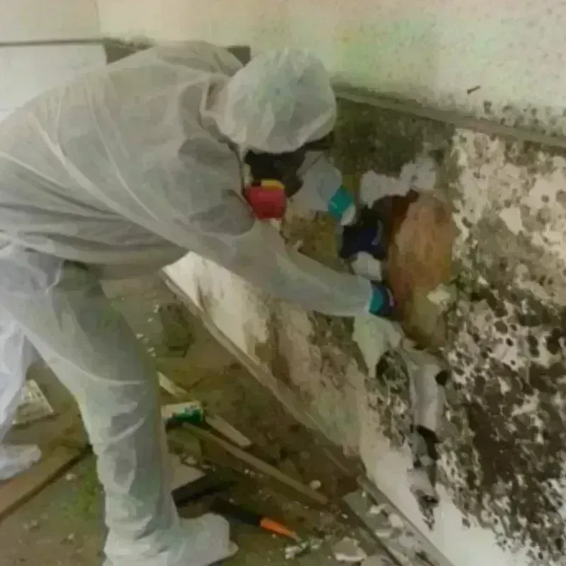 Mold Remediation and Removal in Alliance, OH